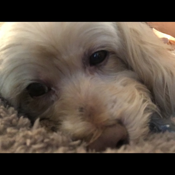 Meet your Posher, Kandy - Picture 7 of 10